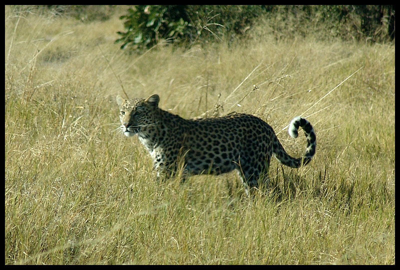 Hunting Leopard