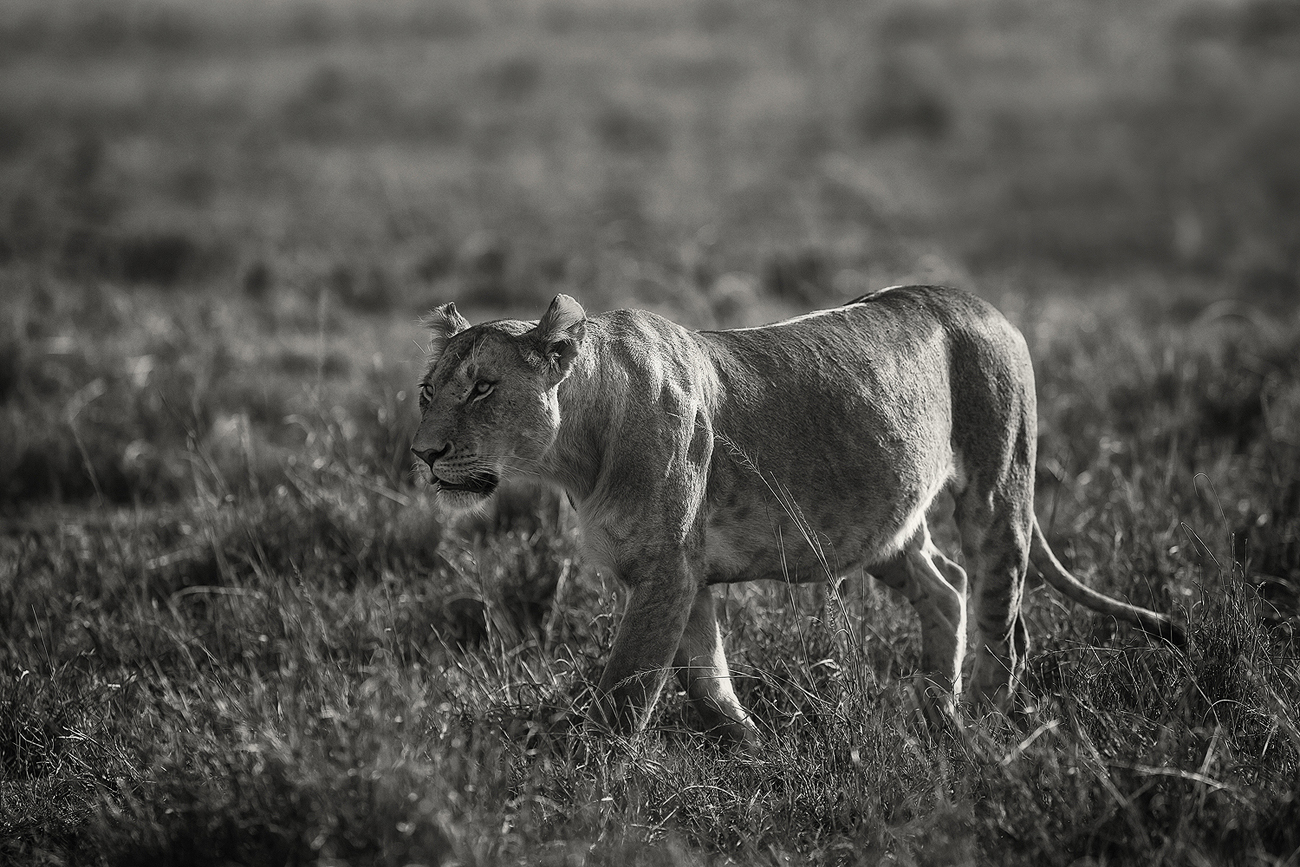 Hunting Lioness