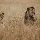 Hunting Lions