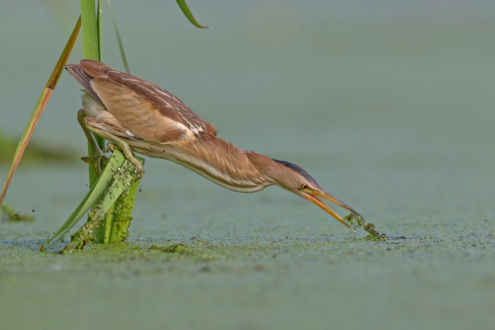 hunting little bittern