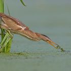 hunting little bittern