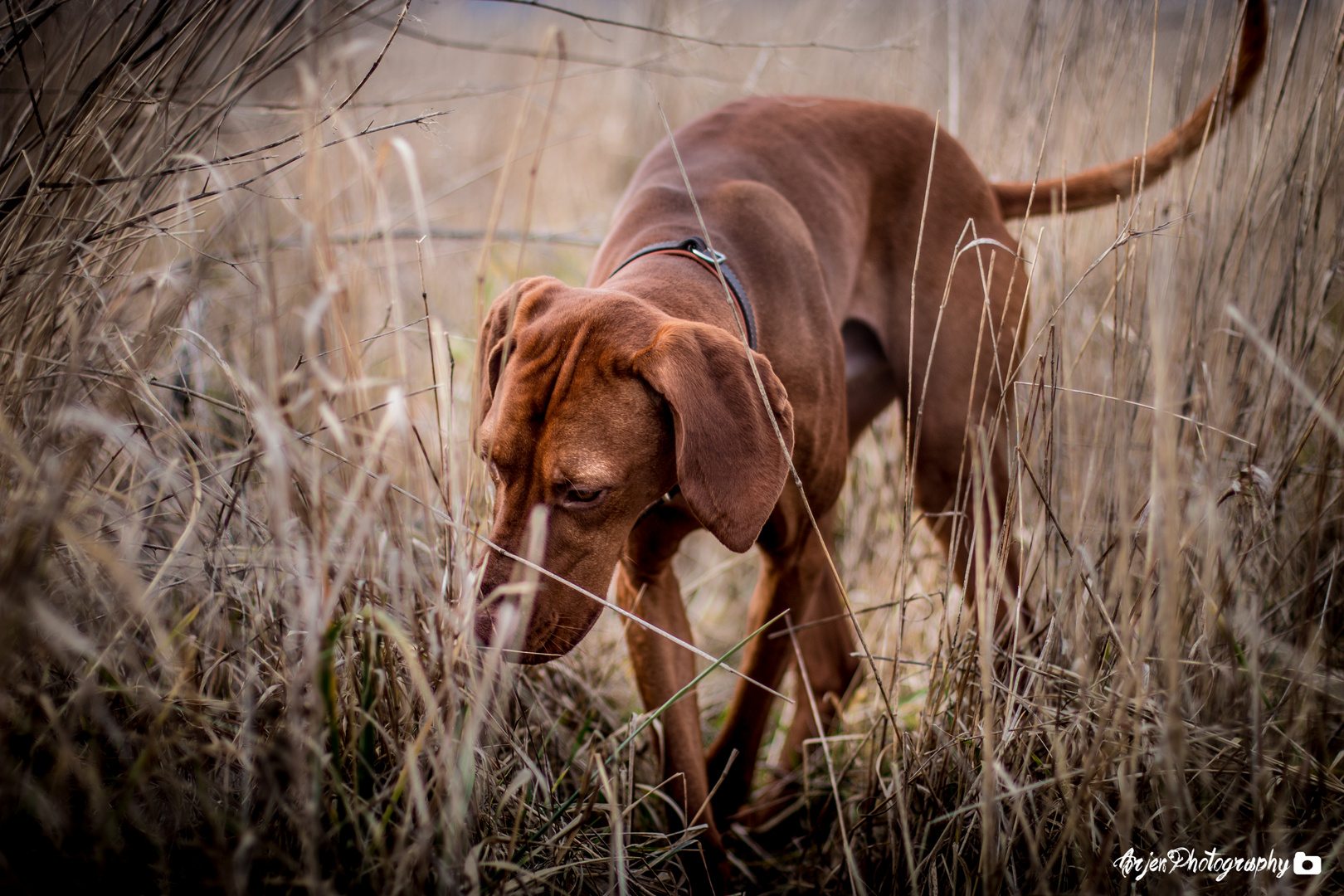 Hunting Magyar Viszla