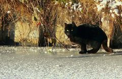 Hunting on ice