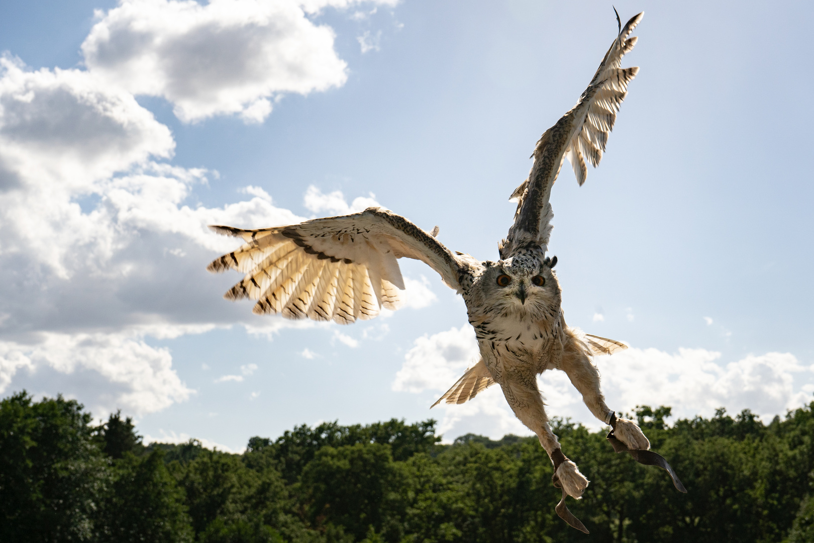 Hunting Owl