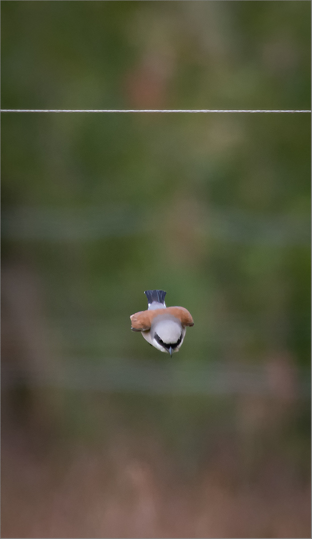 Hunting Red-backed Shrike   . . .