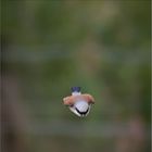 Hunting Red-backed Shrike   . . .