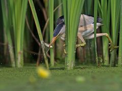 hunting reed