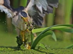 hunting reeds 2