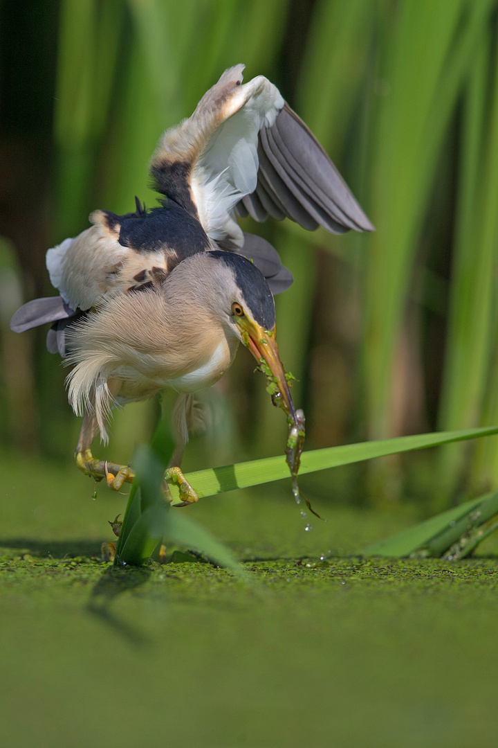 hunting reeds 4