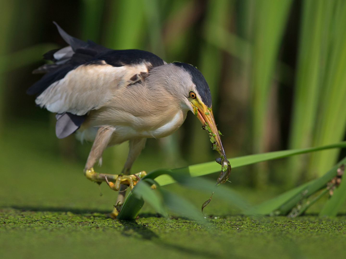 hunting reeds 5