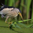 hunting reeds 5