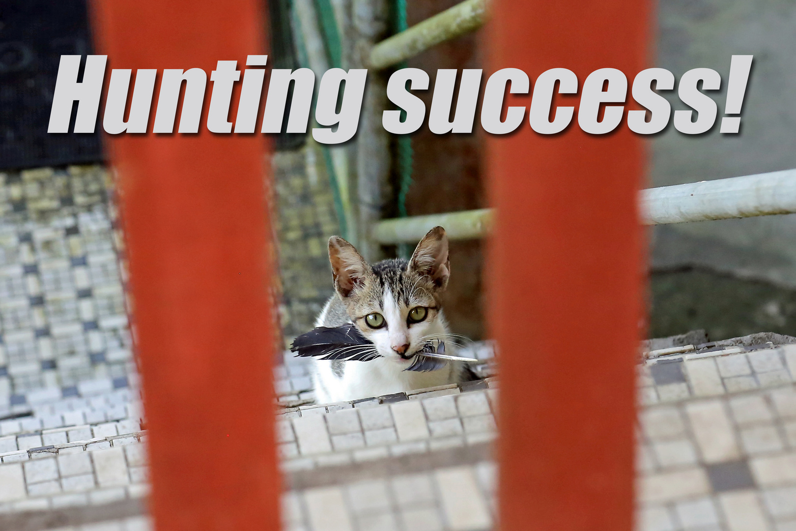 Hunting success