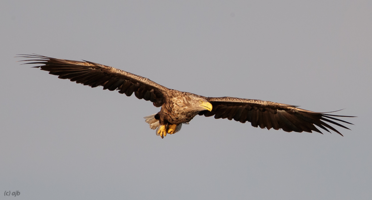 Hunting White-tailed eagle