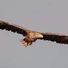 Hunting White-tailed eagle