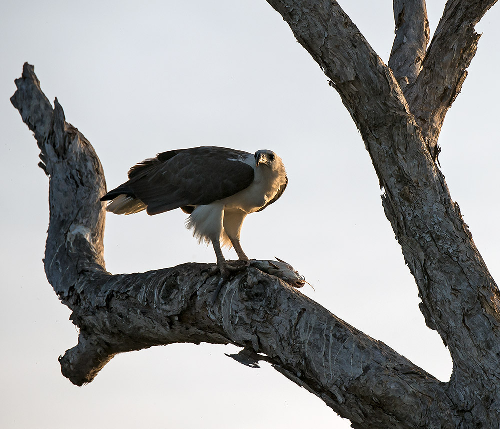 Hunting.Eagle