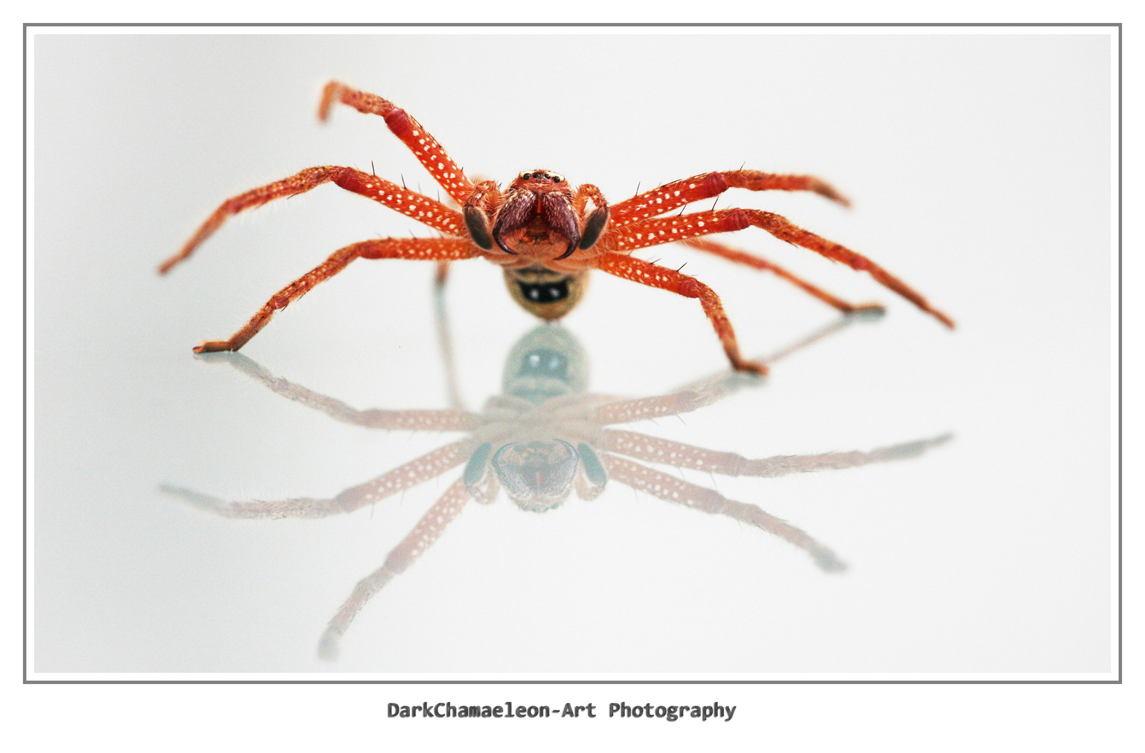 huntsman spider