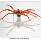 huntsman spider