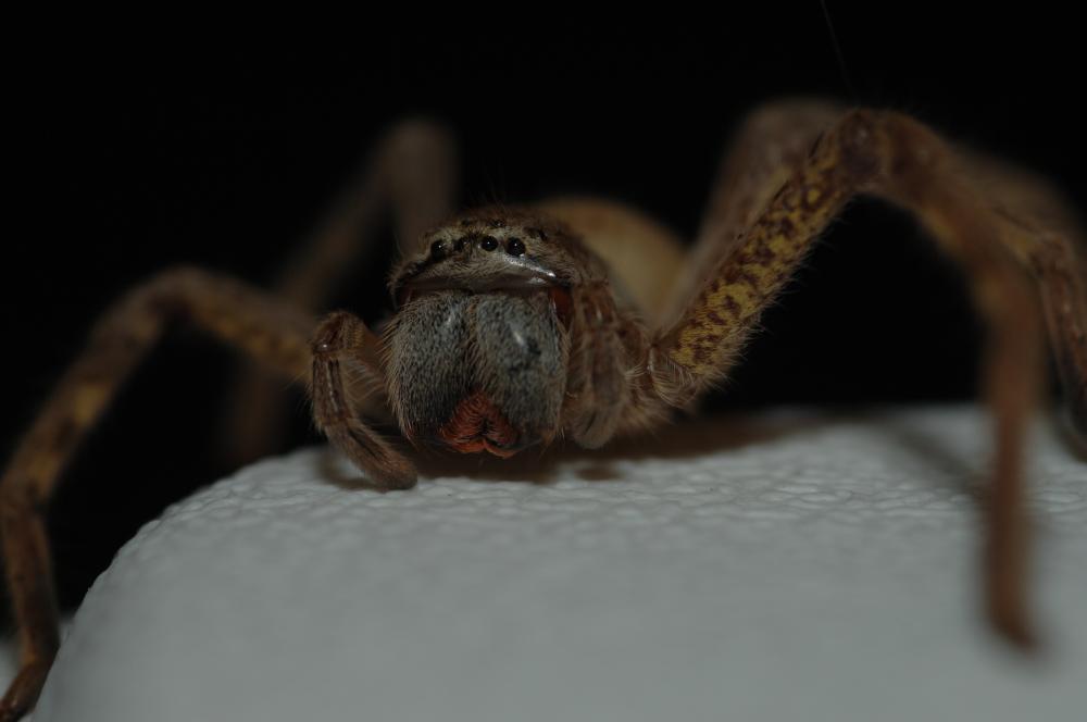 Huntsman Spider