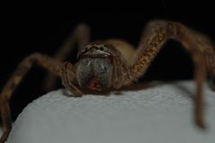 Huntsman Spider