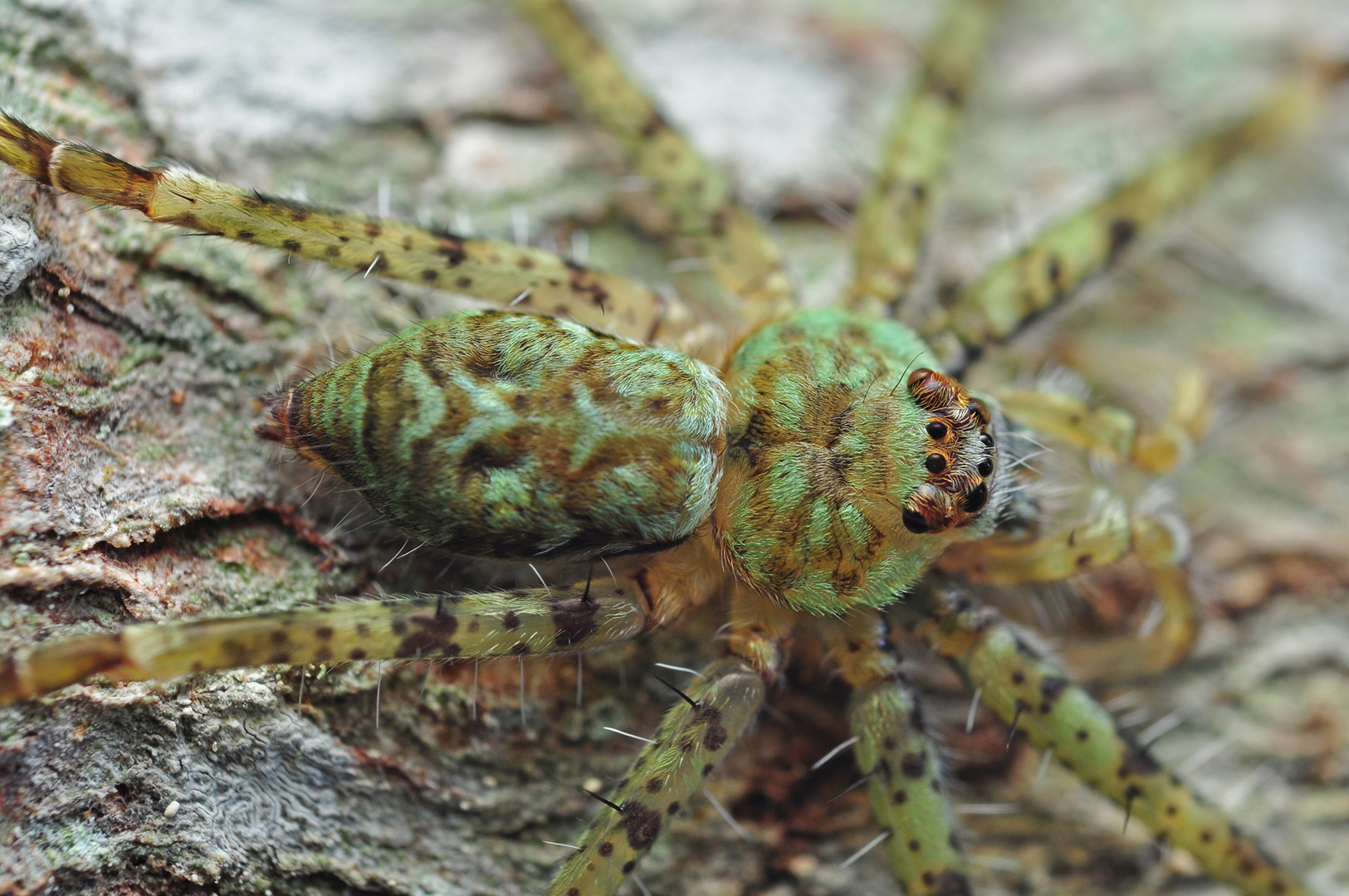 Huntsman Spider, Pill bug