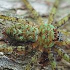 Huntsman Spider, Pill bug