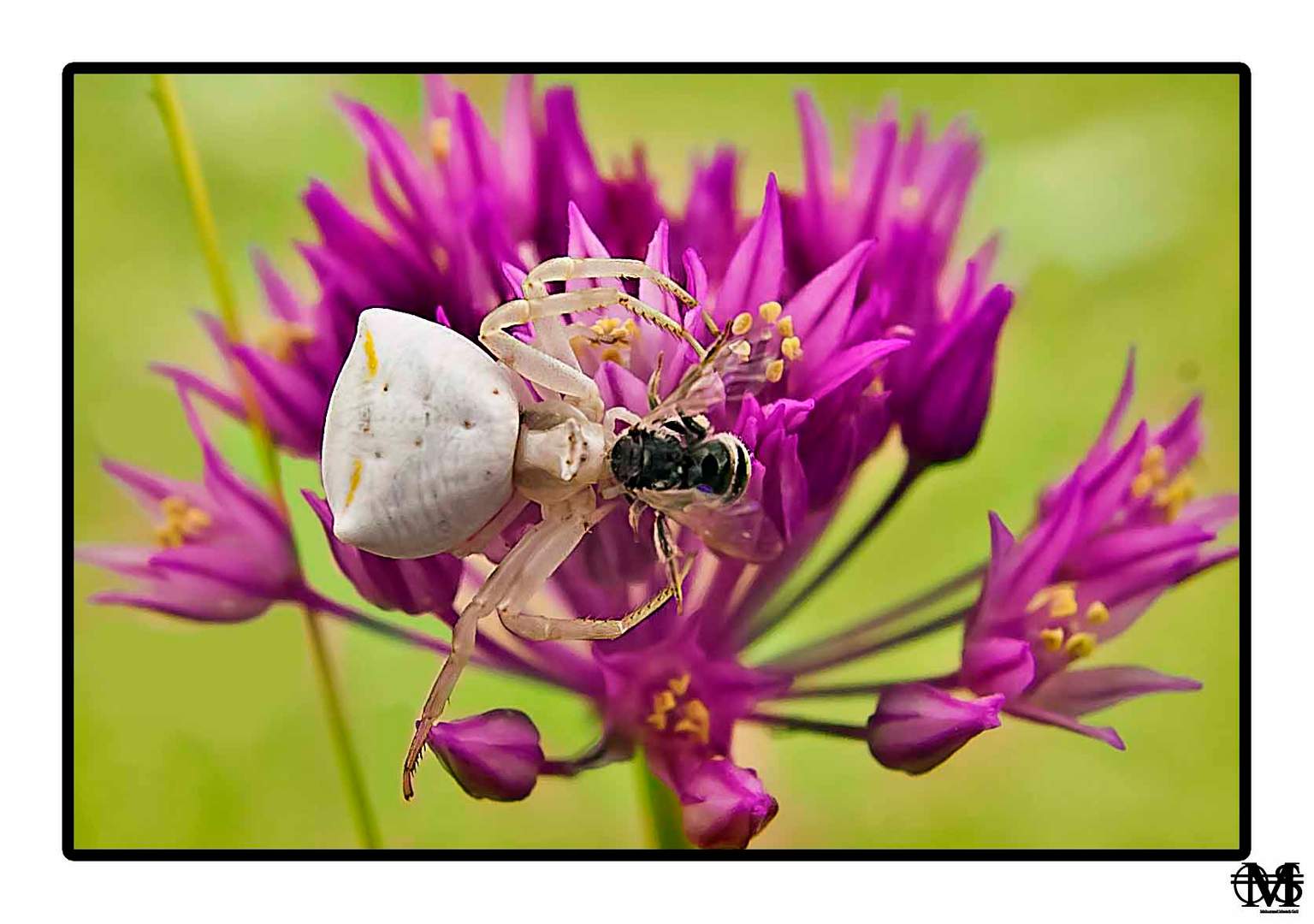 Huntsman spiders and bees