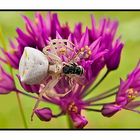 Huntsman spiders and bees