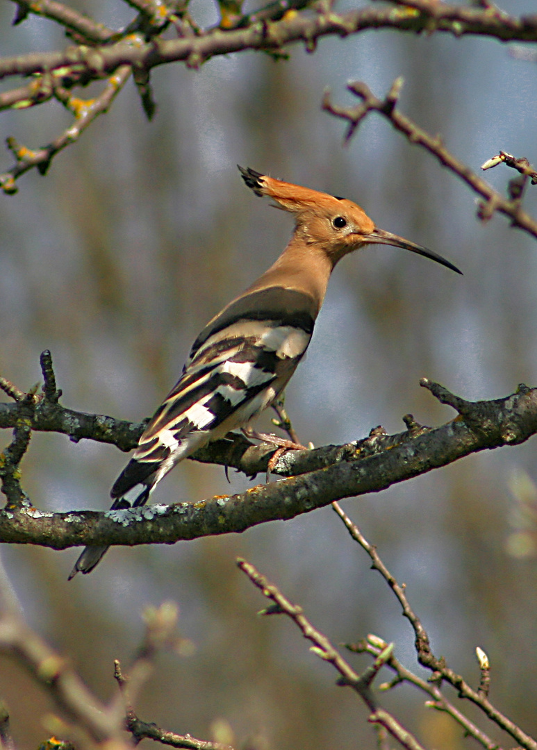 Hup-Hup-Hup........ Je chante le printemps !