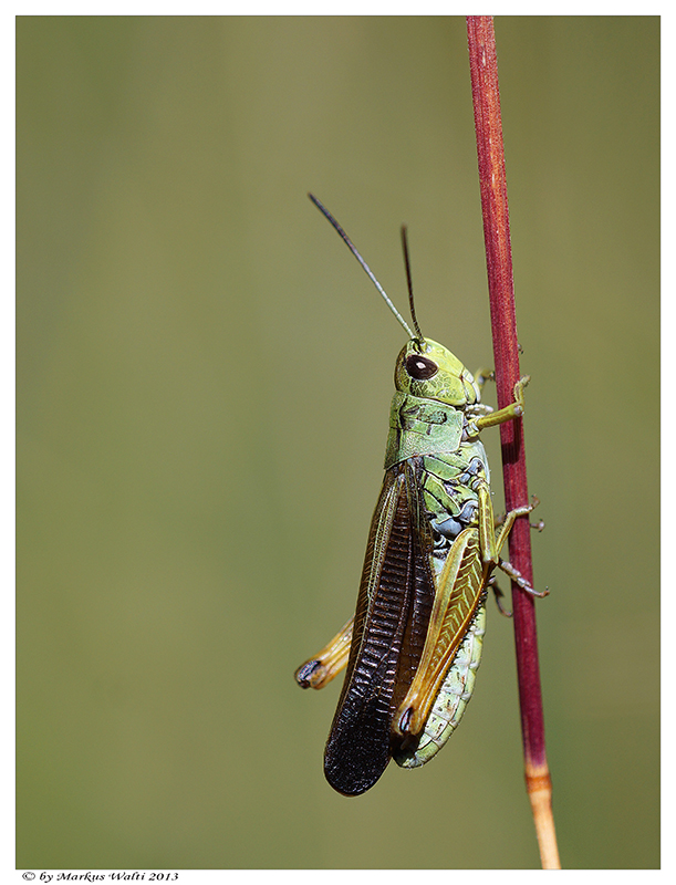 Hupfer im Gras