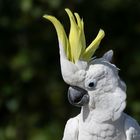 Huppe dressée (Cacatua galerita, cacatoès à huppe jaune)