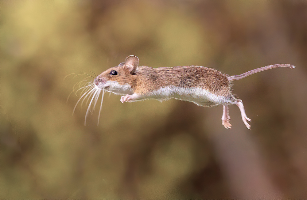 huraaaa ich kann fliegen ... Foto & Bild | tiere, wildlife, säugetiere ...