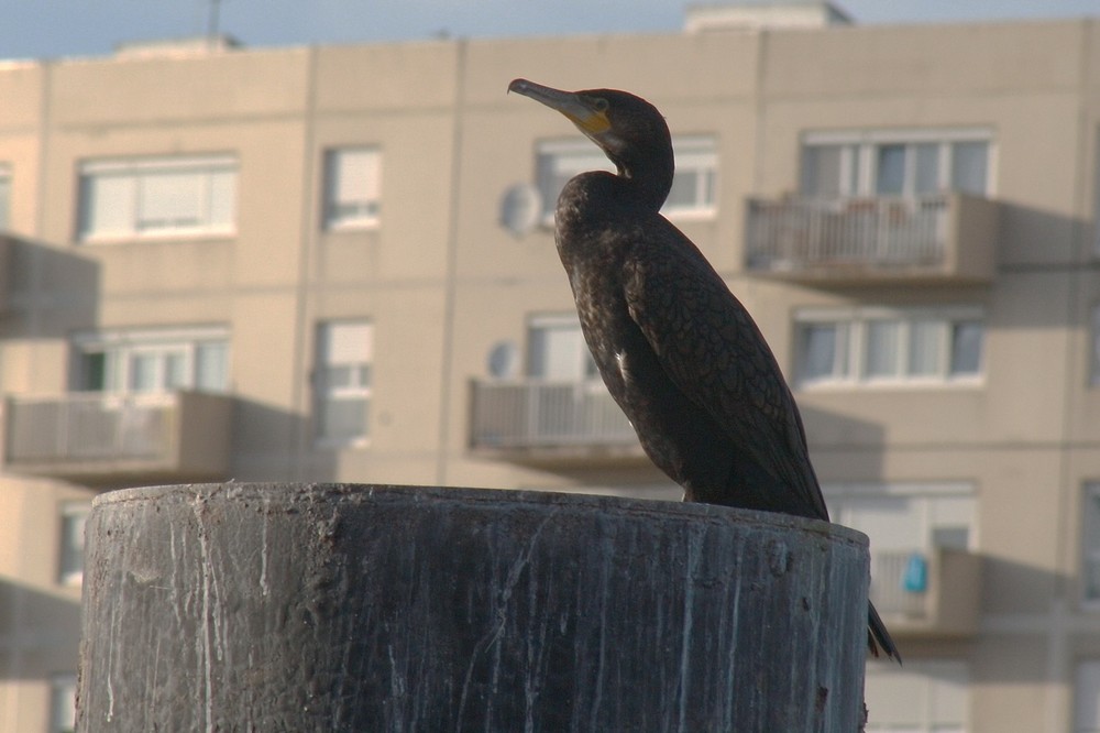 "hurban cormorant"