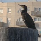 "hurban cormorant"