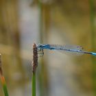 Hureisen-Azurjungfer (Coenagrion puella)