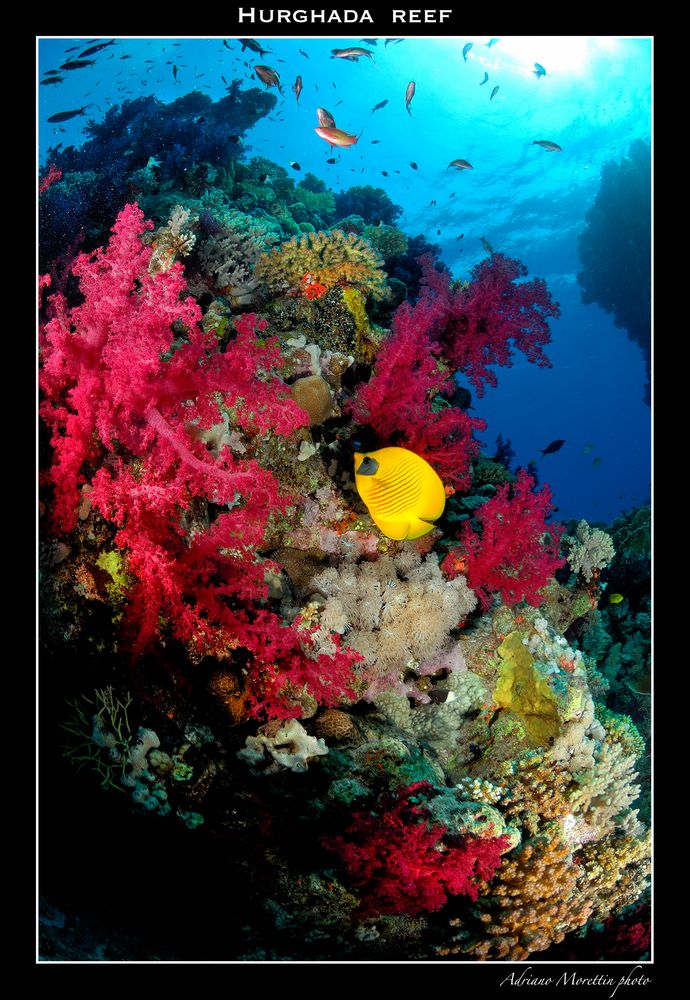 Hurghada reef