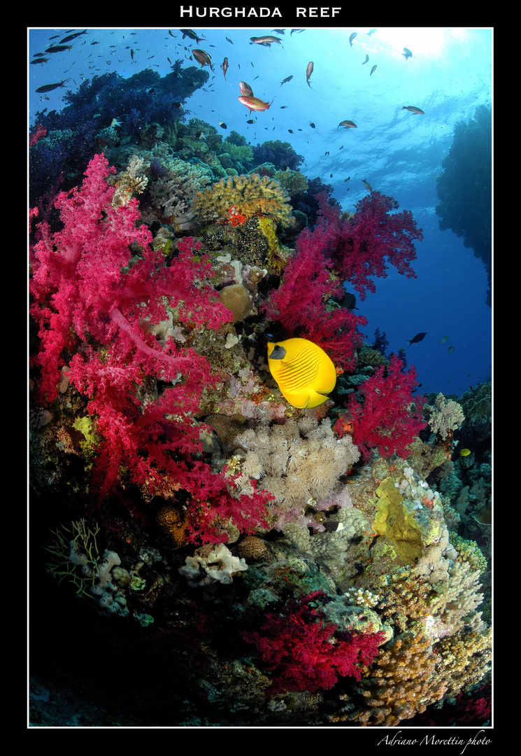 Hurghada reef