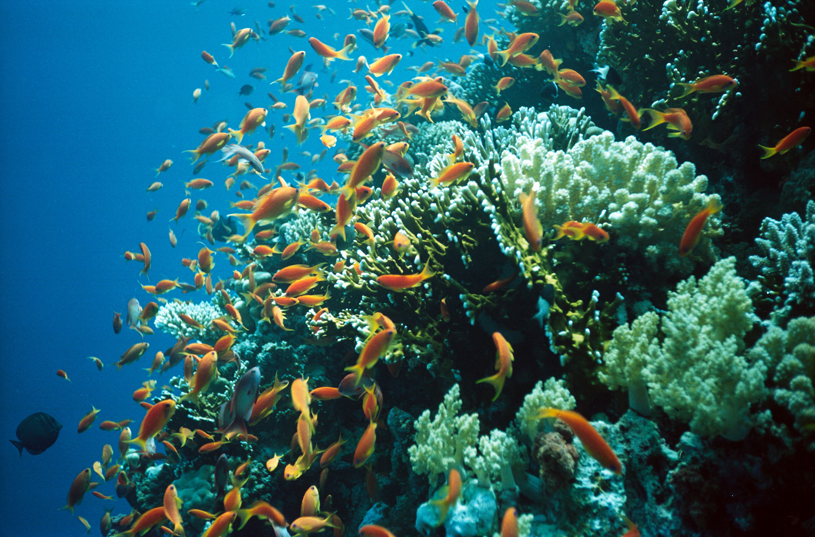 Hurghada Underwater