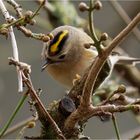 Hurra, das Wintergoldhähnchen ist wieder da  .....