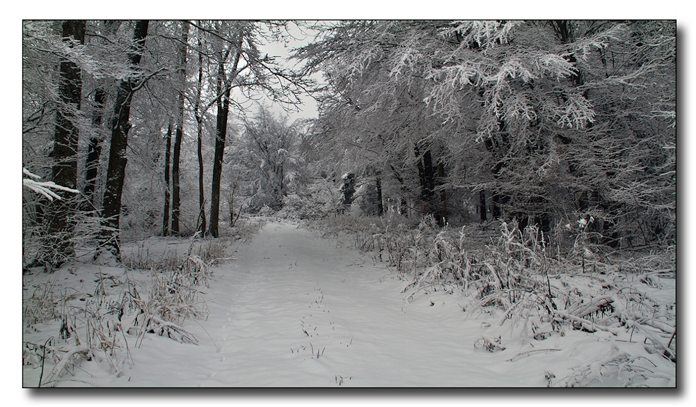 Hurra, der erster Schnee ist da !!!