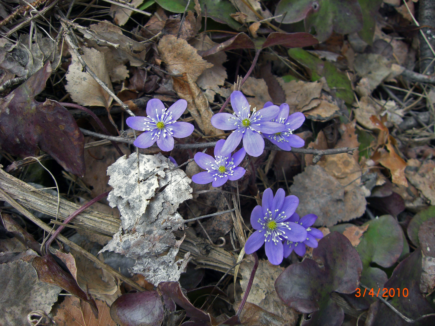 Hurra, der Frühling...