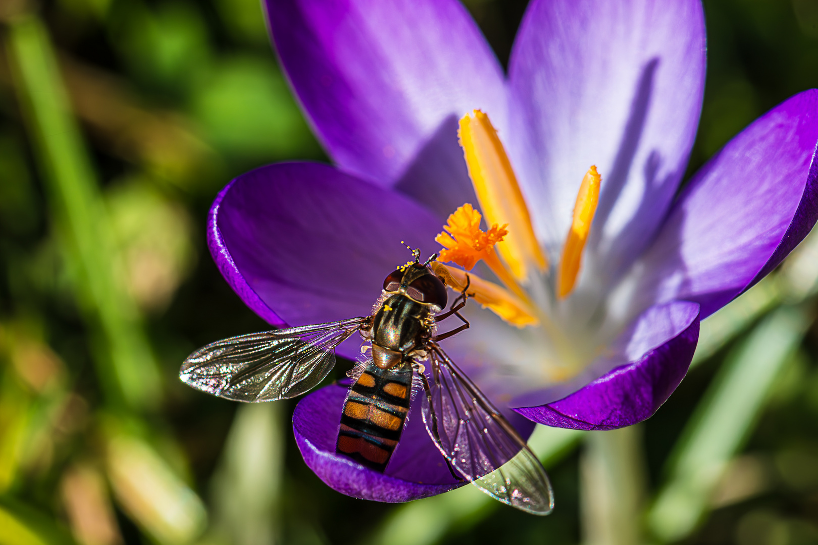 Hurra der Frühling ist da