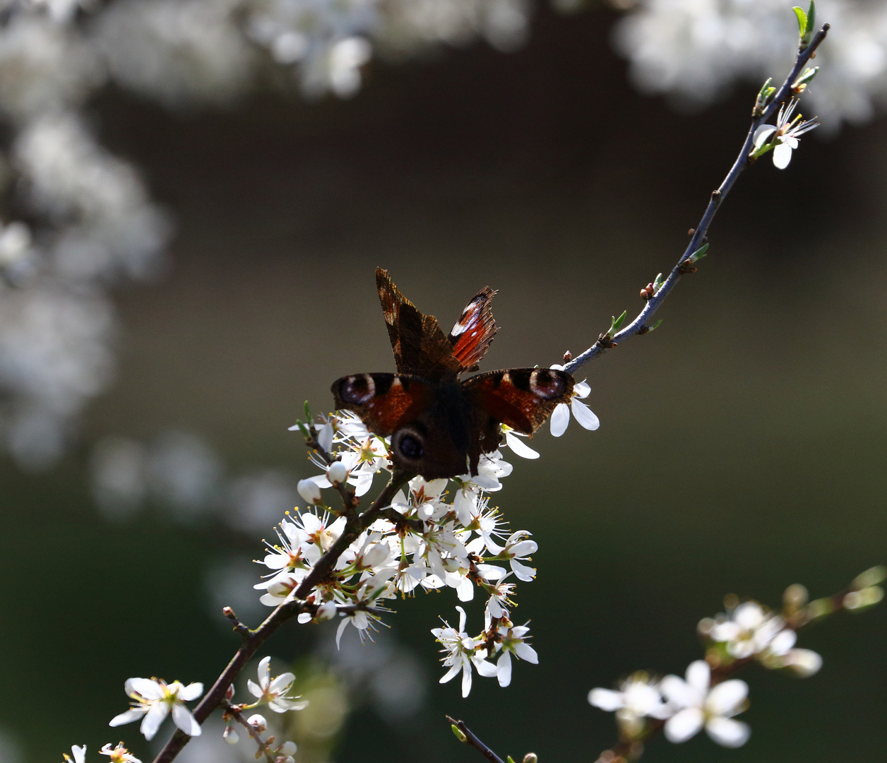 Hurra, der Frühling ist da !