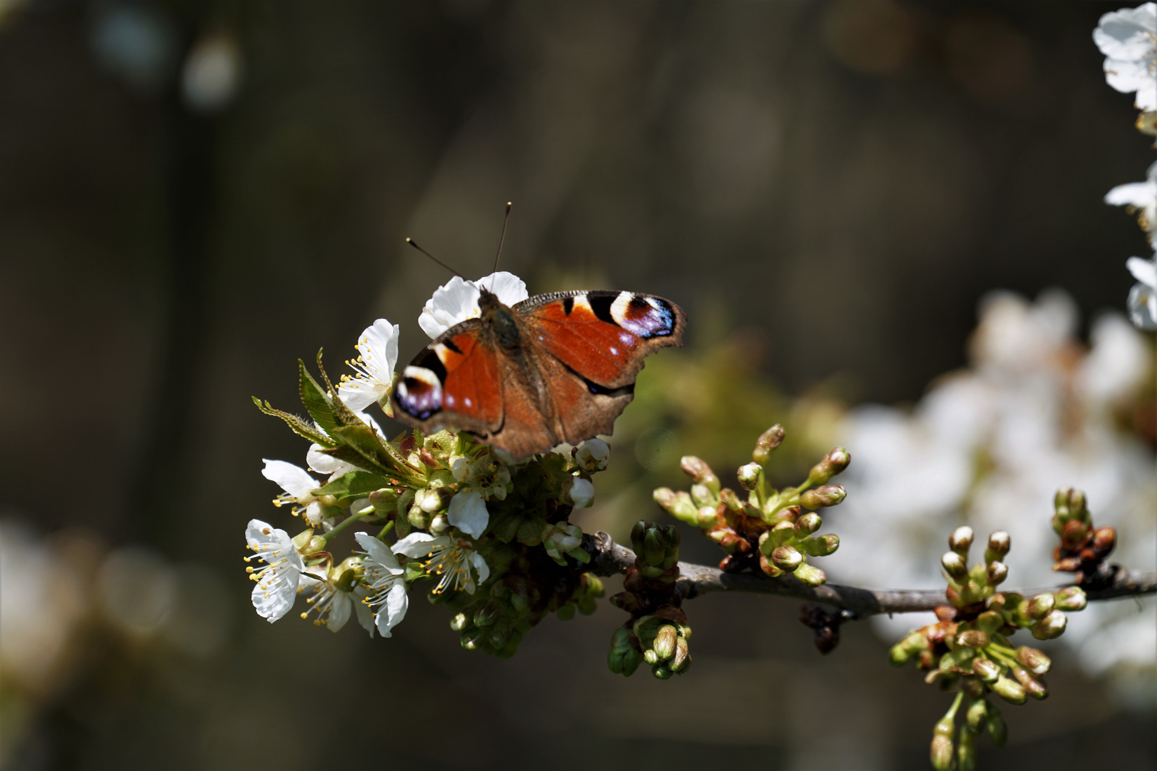 Hurra, der Frühling ist da !!!!