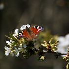 Hurra, der Frühling ist da !!!!