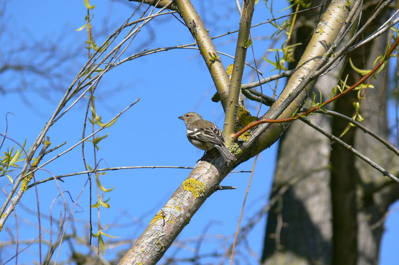 Hurra, der Frühling ist da ...