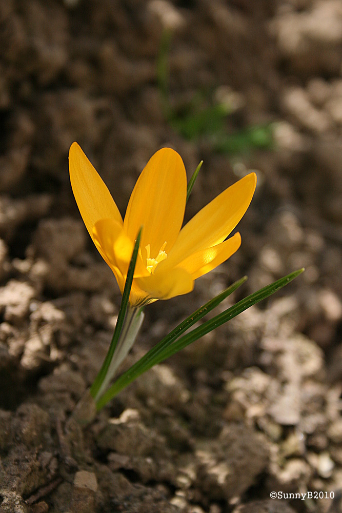 Hurra der Frühling ist da......