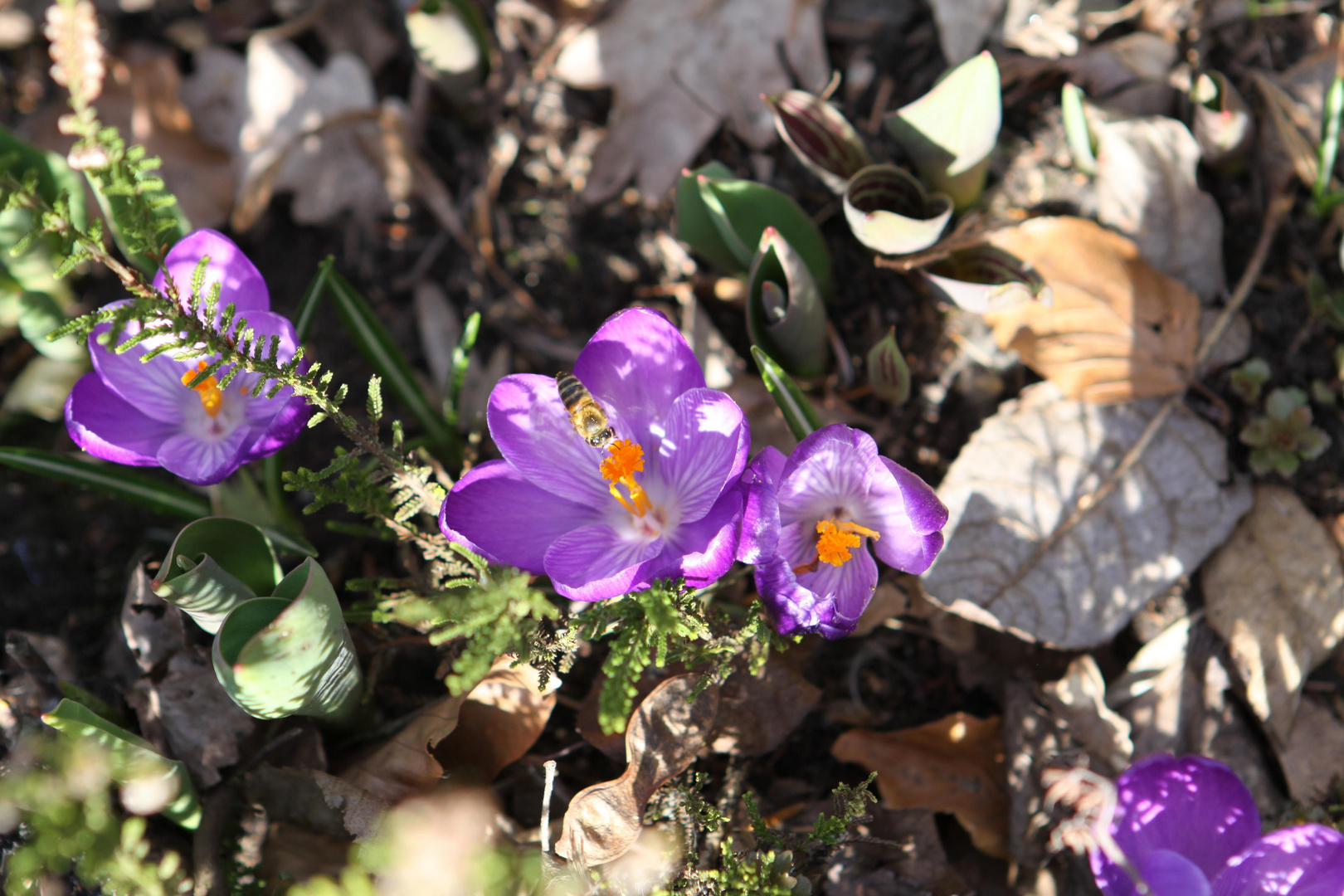 Hurra !!! der Frühling ist da !!!!