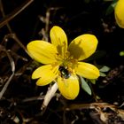 Hurra der Frühling ist da: Die Winterlinge blühen