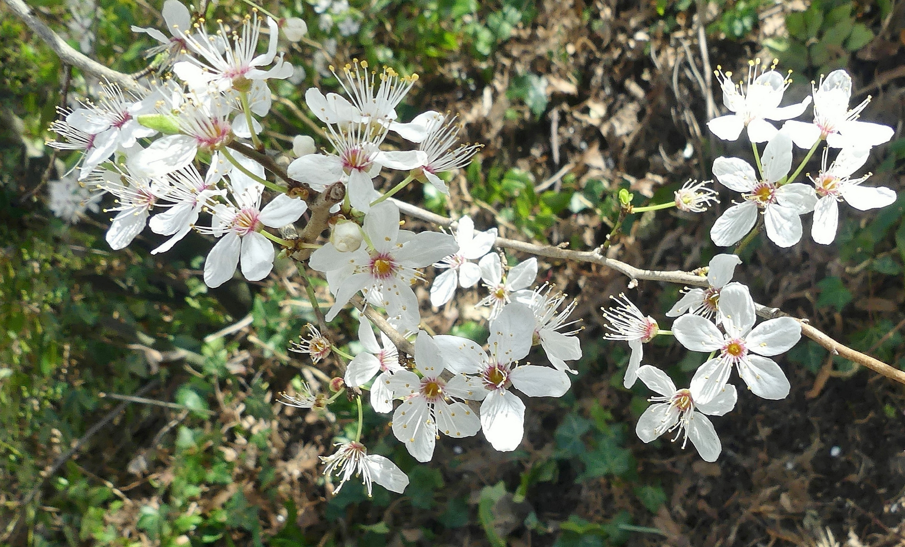 Hurra, der Frühling ist schon da ...