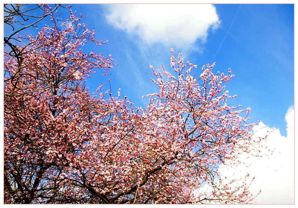 Hurra der Frühling kommt......